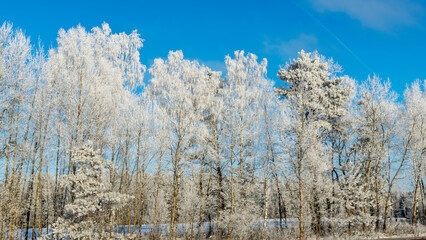Snow-covered tree branches against the blue sky. Trees are covered with snow and hoarfrost against the blue sky.