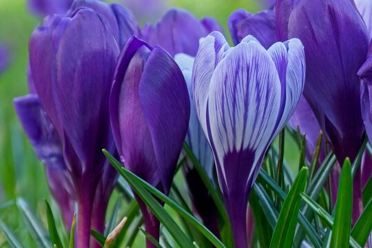 Purple and mixed crocus with green background
