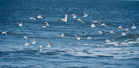 Flying Beachrunner Birds over the Sea