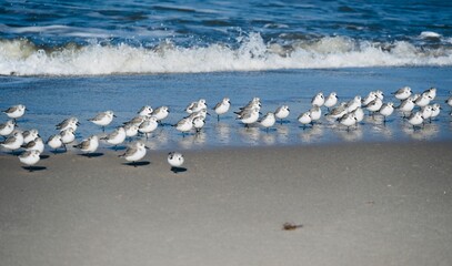 Fototapeta premium Beachrunner Birds in Sylt at the Beach