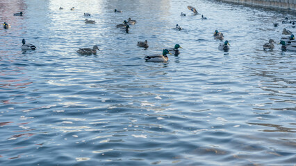 Waterfowl ducks and drakes on a winter river near open water in the city. A flock of ducks in the cold water.