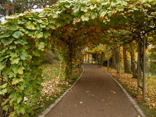Pathway through trellis in autumn, Botanical Garden, Copenhagen, Denmark