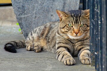 Lying cat on the ground
