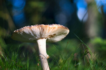 Shot of group edible mushrooms. Edible mushrooms. Close up of poisonous mushroom