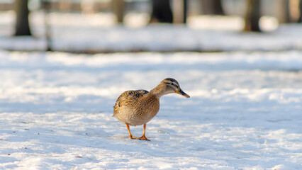 Brown duck walking in the snow in city park at sunny winter day. Portrait of a duck on snow in winter.