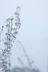 Plants in ice glaze outdoors on winter day, closeup. Space for text