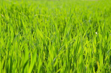 Background of the green grass in summer meadow field close up. Natural backgrounds and textures. Abstract. Rural scene