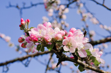 Top view of blooming pink apple tree, branch with flowers in spring. Landscape. Rural scene. Cherry tree. Natural and season backgrounds.