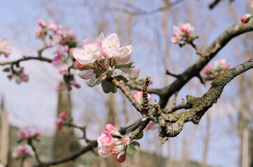 Top view of blooming pink apple tree, branch with flowers in spring. Landscape. Rural scene. Cherry tree. Natural and season backgrounds.