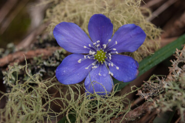 Closeup shot of Hepatica nobilis flowers in a garden