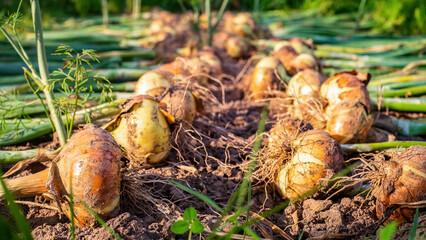 Harvesting onions. Freshly dug golden bulbs lie on the ground in the garden
