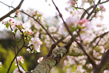Top view of blooming pink apple tree, branch with flowers in spring. Landscape. Rural scene. Cherry tree. Natural and season backgrounds.