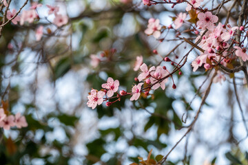 Spring banner of pink flowers on a tree branch