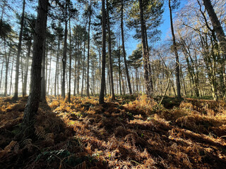 Woodland Scene with Shadows