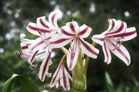 Multicolored crinum lily flowers