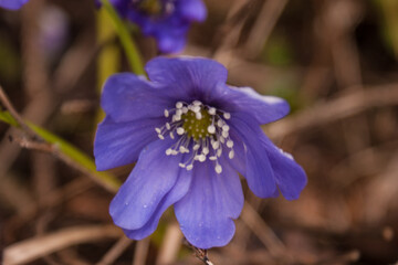 Closeup shot of Hepatica nobilis flowers in a garden