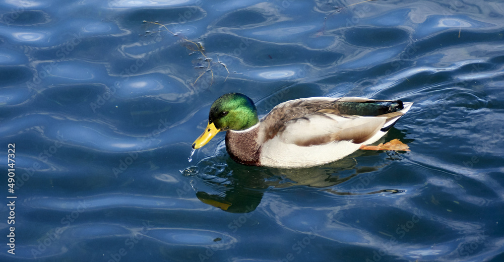 Wall mural Beautiful shot of a mallard in water