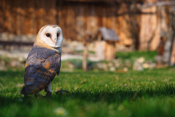 portrait of barn owl on a green background