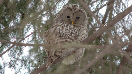 Owl on tree