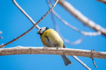 Cute bird, Eurasian blue tit, songbird sitting on a branch without leaves in early spring