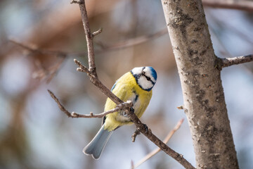 Cute bird, Eurasian blue tit, songbird sitting on a branch without leaves in early spring