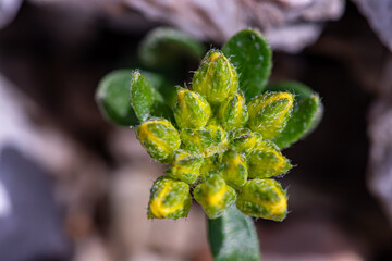 Alyssum montanum flower in mountains