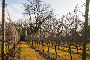 View of a garden with symmetrically planted dry grapevines under a bright sunlight