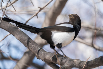 The Eurasian Magpie or Common Magpie or Pica pica is sitting on the branch with colorful background