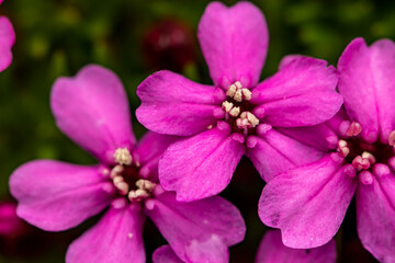 Obraz premium Saponaria ocymoides flower in mountains