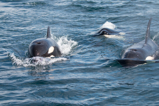 Closeup of the Killer Whales at Vancouver Island. Orcinus orca.