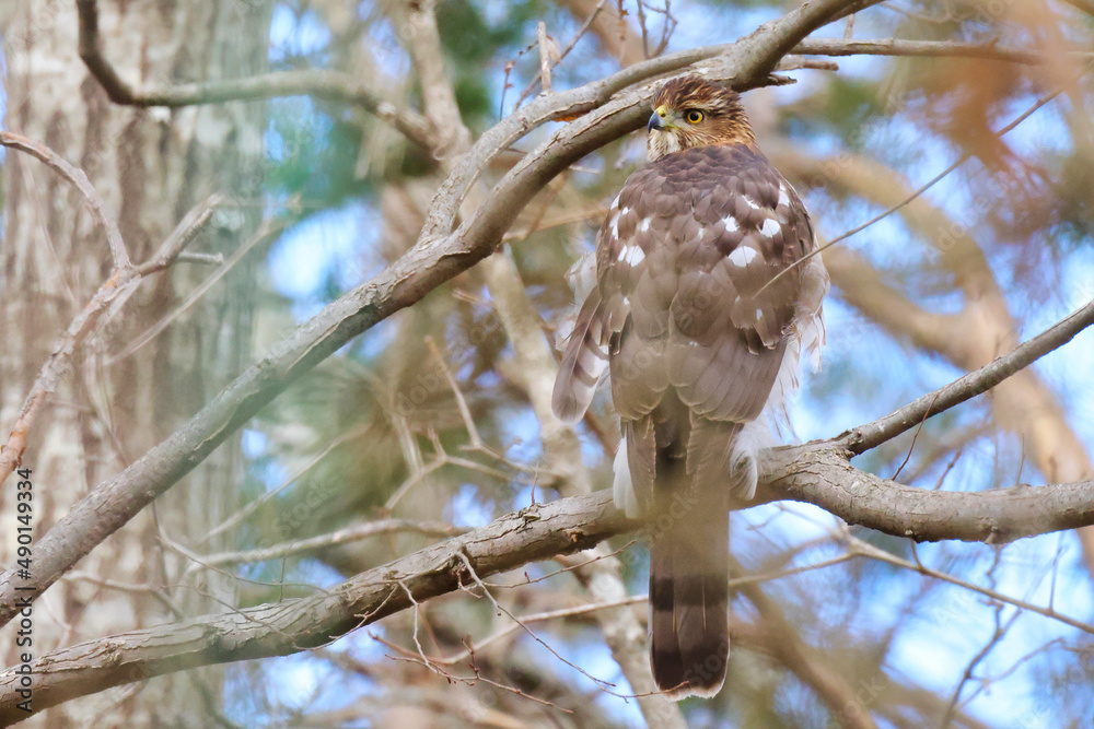 Poster closeup portrait of a lonely brown hawk from behind perched on a bare branch of a tree