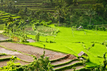 Bali Rice Fields