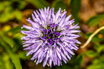 Globularia cordifolia flower in mountains, close up shoot