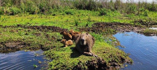 Argentine, province de Corrientes, Parc national Esteros del Ibera, carpincho ou capibara le plus grand rongeur du monde : une maman avec sa portée de bébés