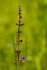 Salvia pratensis flower in meadow