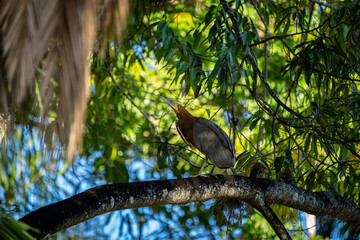 Heron or Garza Tigre Colorada resting on a tree branch. (Ardeidae Family)