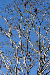 Group of vultures or Zopilote Negro perched on the tree with blue sky at the background.