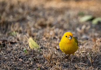 Real Canary on the grass, also known as the Garden Canary. Venezuela
