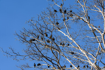 Real Canary on the grass, also known as the Garden Canary. Venezuela
