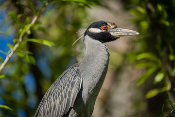 Gray heron also known as Guaco Manglero or chicuaco enmascarado Bird. Animal themes