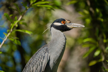 Gray heron also known as Guaco Manglero or chicuaco enmascarado Bird. Animal themes