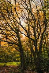 View of trees in the forest  in autumn at sunset; bare branches in foreground; lush autumn foliage in background