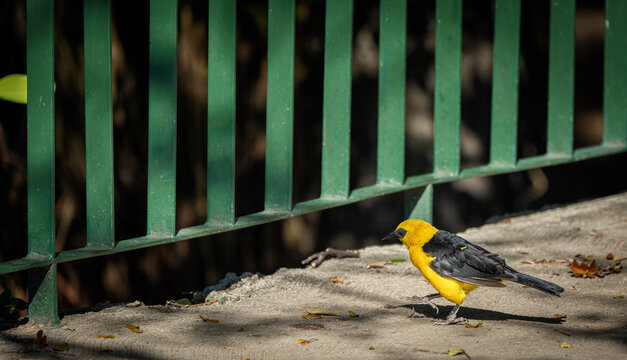 Turpial or Trupial Amarillo walking. Animal themes