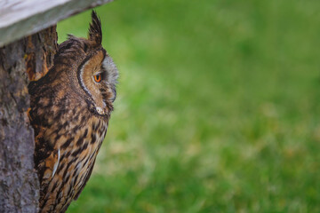portrait of eagle owl on a green background