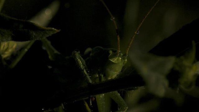 Close-up of green grasshopper among grass. Creative. Green grasshopper or locust in grass of summer meadow. Macrocosm in depths of green grass