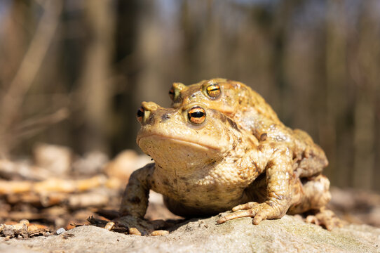 A pair of toads wandering piggyback around