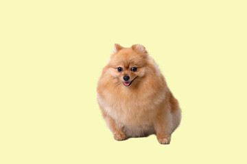 Naklejka na ściany i meble A red-haired German Pomeranian shines on a yellow background. Photo shoot in the studio after grooming