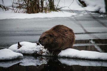 Closeup of a North American beaver in winter © Levin Mootz/Wirestock