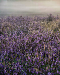Vertical shot of lavenders in a field