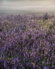Fotobehang Aubergine Verticale opname van lavendel in een veld